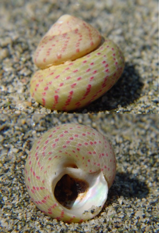 Alla scoperta delle post-larve dei molluschi Trochidae nei nostri mari